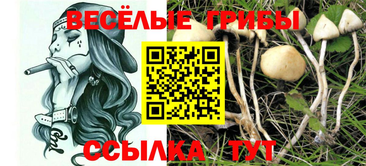 Кисловодск  Псилоцибиновые грибы Psilocybe  Вход с VPN 